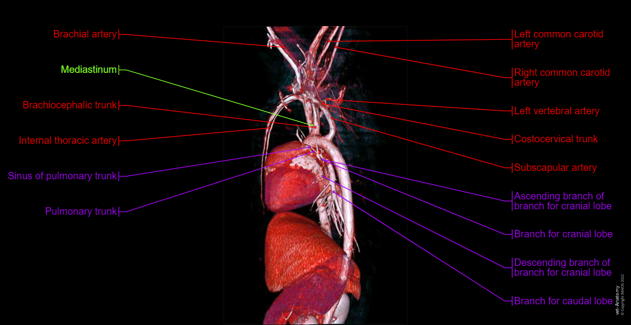Dog - Mediastinal vessels: Ascending aorta, Brachiocephalic trunk, Left subclavian artery, Thoracic aorta (Descending aorta), Cranial vena cava, Right azygos vein, Pulmonary arteries, Pulmonary veins