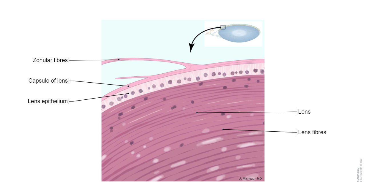 Lens (Eye) - Histology: Capsule of lens, Lens substance Cortex of lens Nucleus of lens, Lens fibres, Lens epithelium, Zonular fibres