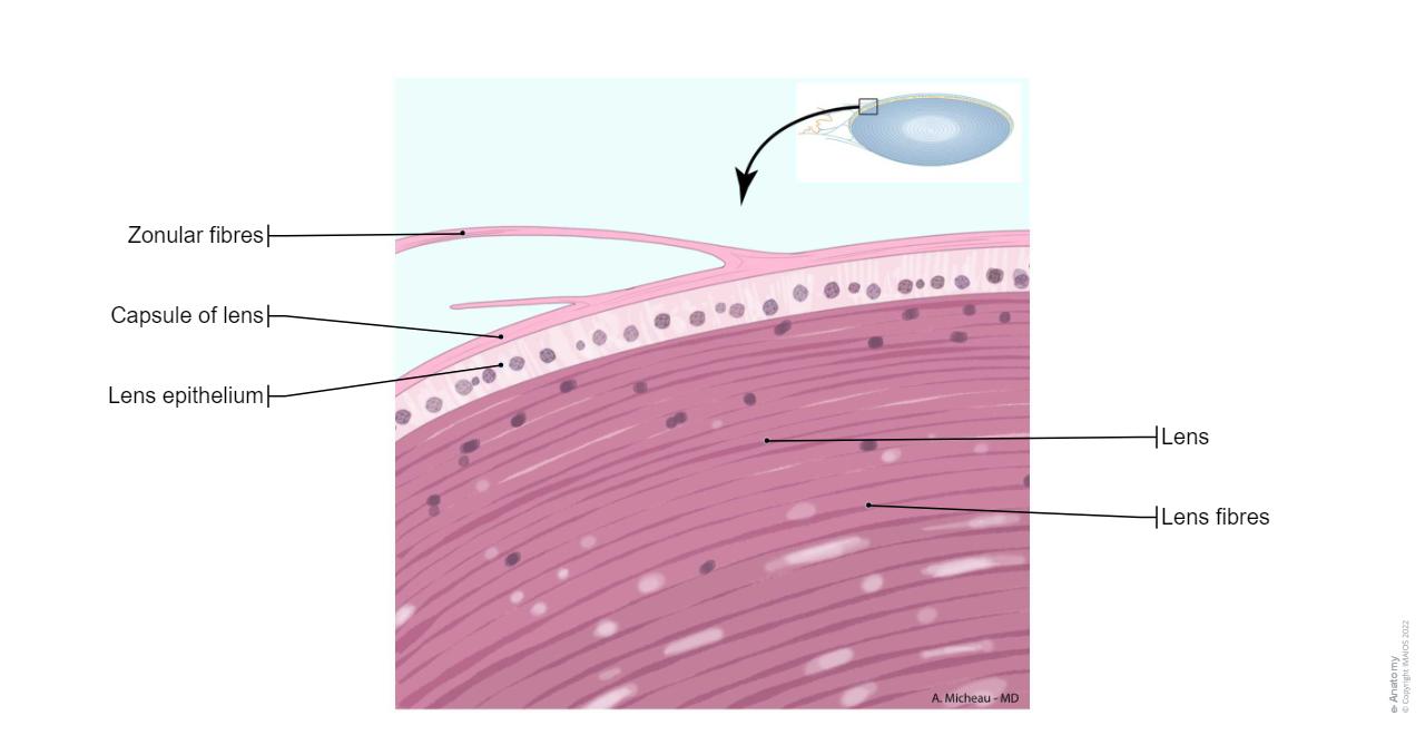 Animal Lens Strructure Orbits and eyes Illustrations: normal anatomy| e-Anatomy