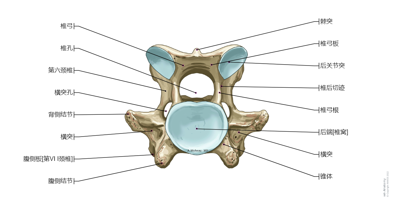 Horse-Anatomy atlas: Vertebra C6
