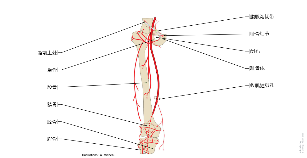 Ankle/Medial border of foot; Tibial border of foot Medical illustrations : Flexor digitorum longus, Calcaneal tendon, Medial malleolus, Tendinous sheath of tibialis anterior, Tendinous sheath of extensor hallucis longus, Groove for tendon of fibularis longus; Groove for tendon of peroneus longus, Tendon, Inferior extensor retinaculum, Flexor retinaculum, Subcutaneous bursa of medial malleolus, Ankle joint, Calcaneus