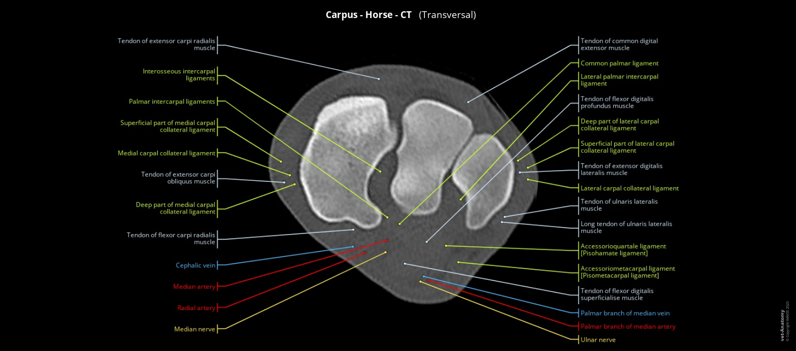 Labelled CT of a horse's carpus