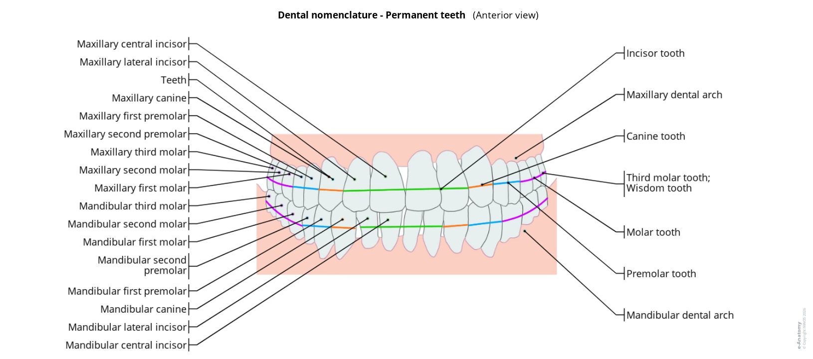 Labeled diagram of the nomenclature of permanent teeth in humans