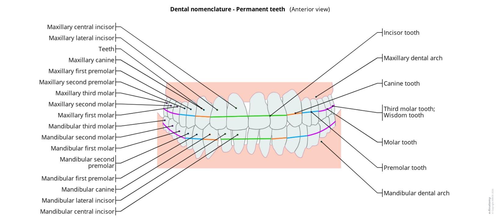 Domain Teeth Anatomy of the teeth: 54 annotated illustrations with definitions | e ...