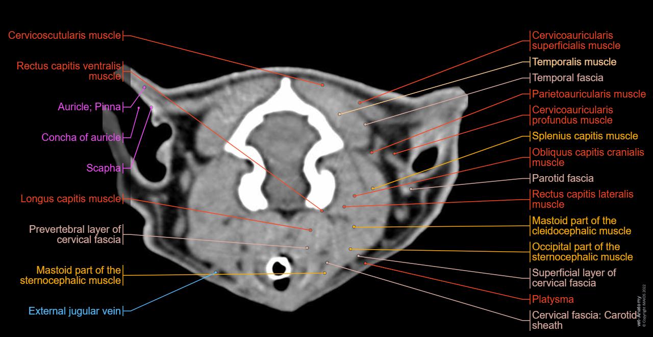 Cat: External jugular vein - Auricle; Pinna - CT