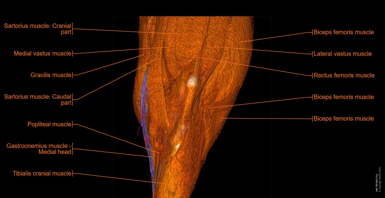 Anatomy of the canine stifle joint on CT imaging : Muscles