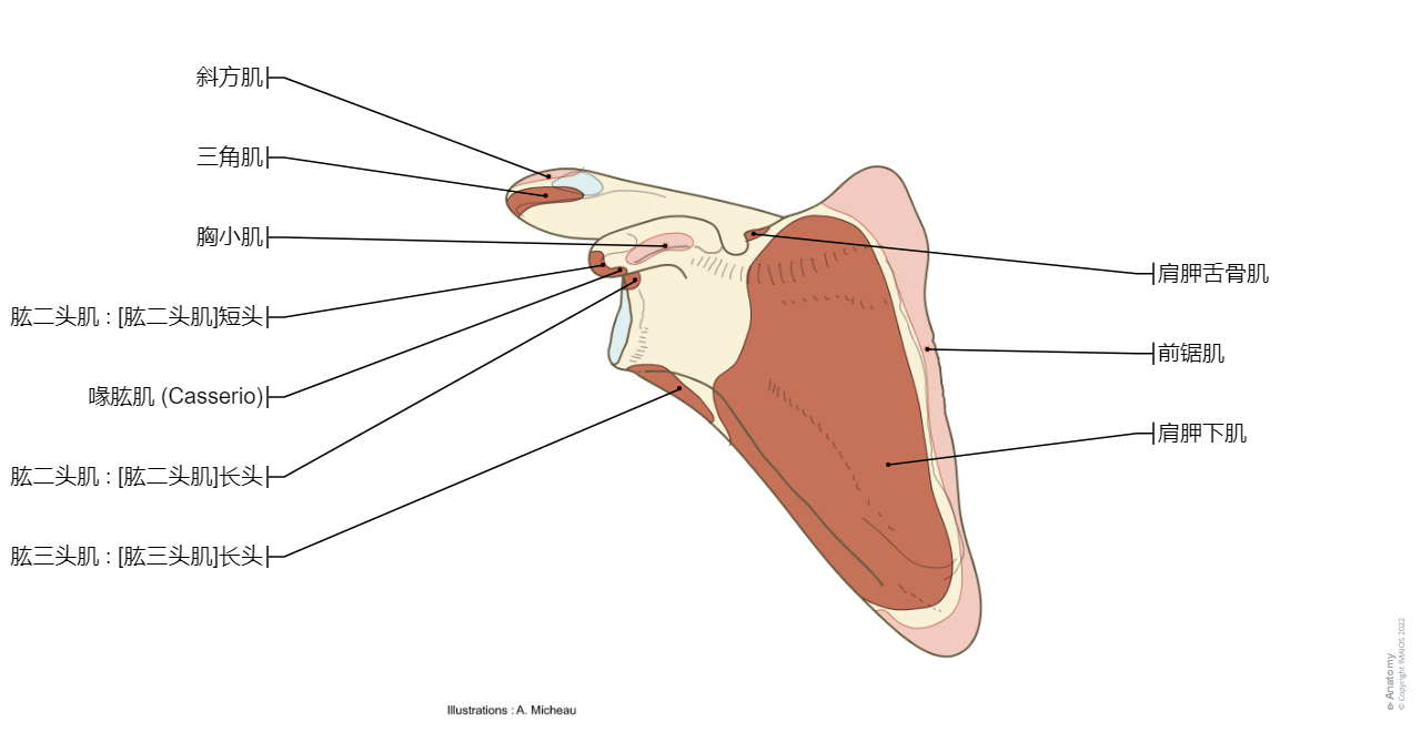 Scapula - Muscles Attachment - Anatomy atlas : Pectoralis minor, Trapezius, Deltoid, Biceps brachii muscle, Triceps brachii, Omohyoid, Tuberosity for serratus anterior, Subscapularis muscle