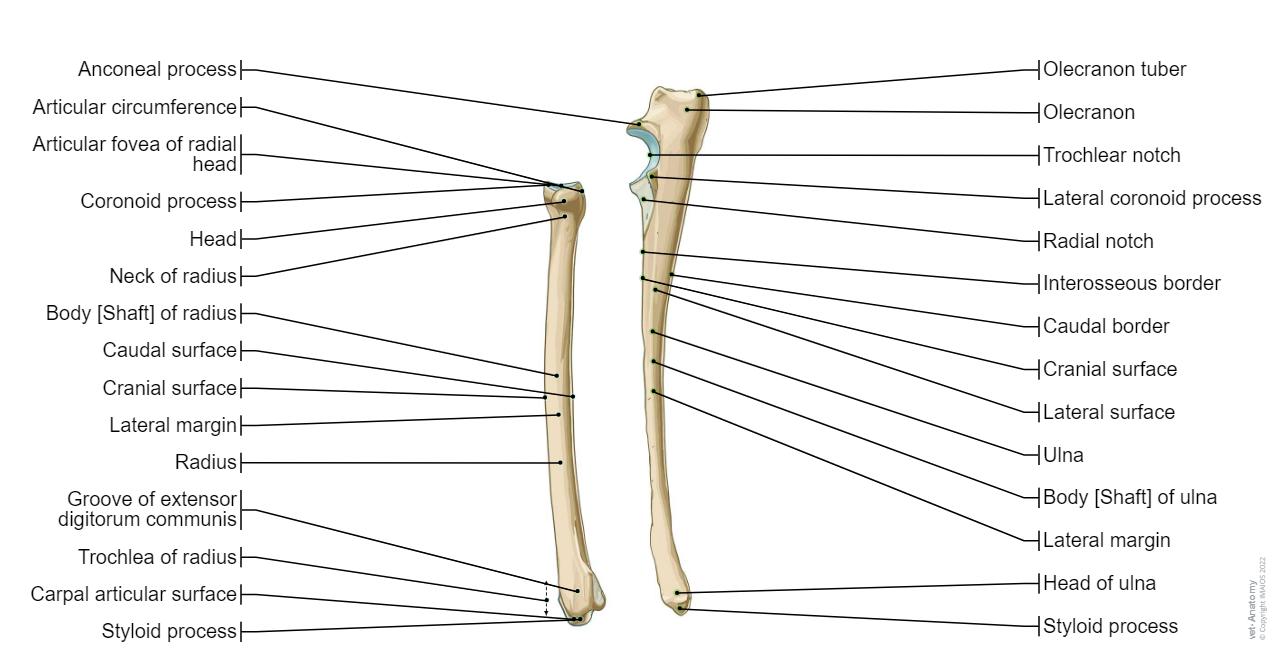 Ulna / Radius - Dog