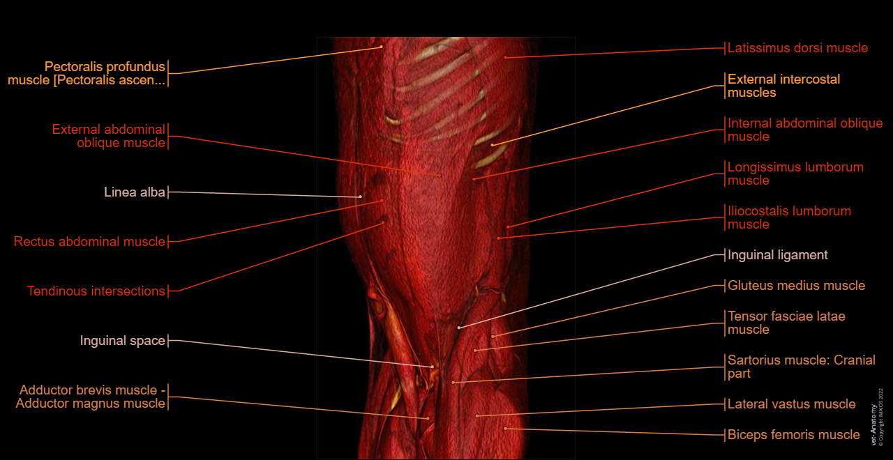 Abdomen and pelvis anatomy of the dog on CT - Anatomy atlas - 3D: Myology - Muscles of abdomen - Muscles of the tail [coccygeal]