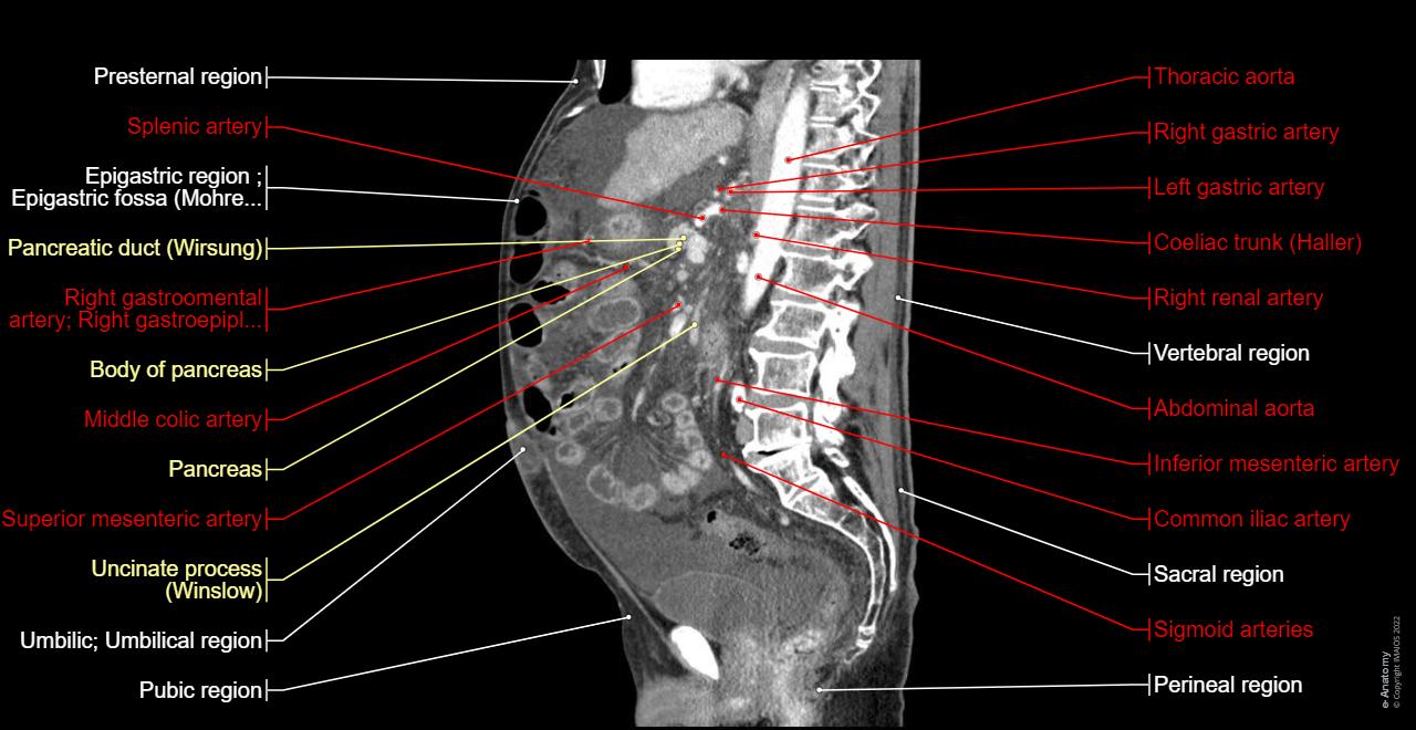 Abdominopelvic cavity - Anatomy: Peritoneal cavity, Mesentery, Rectovesical pouch male, Superior mesenteric artery