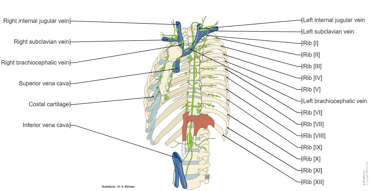 Chylous System Thoracic wall and breast: normal anatomy | e-Anatomy