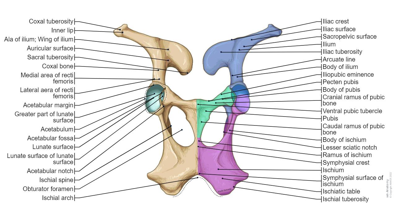 Veterinary anatomy - Coxal bone (Cow, Ventral view)
