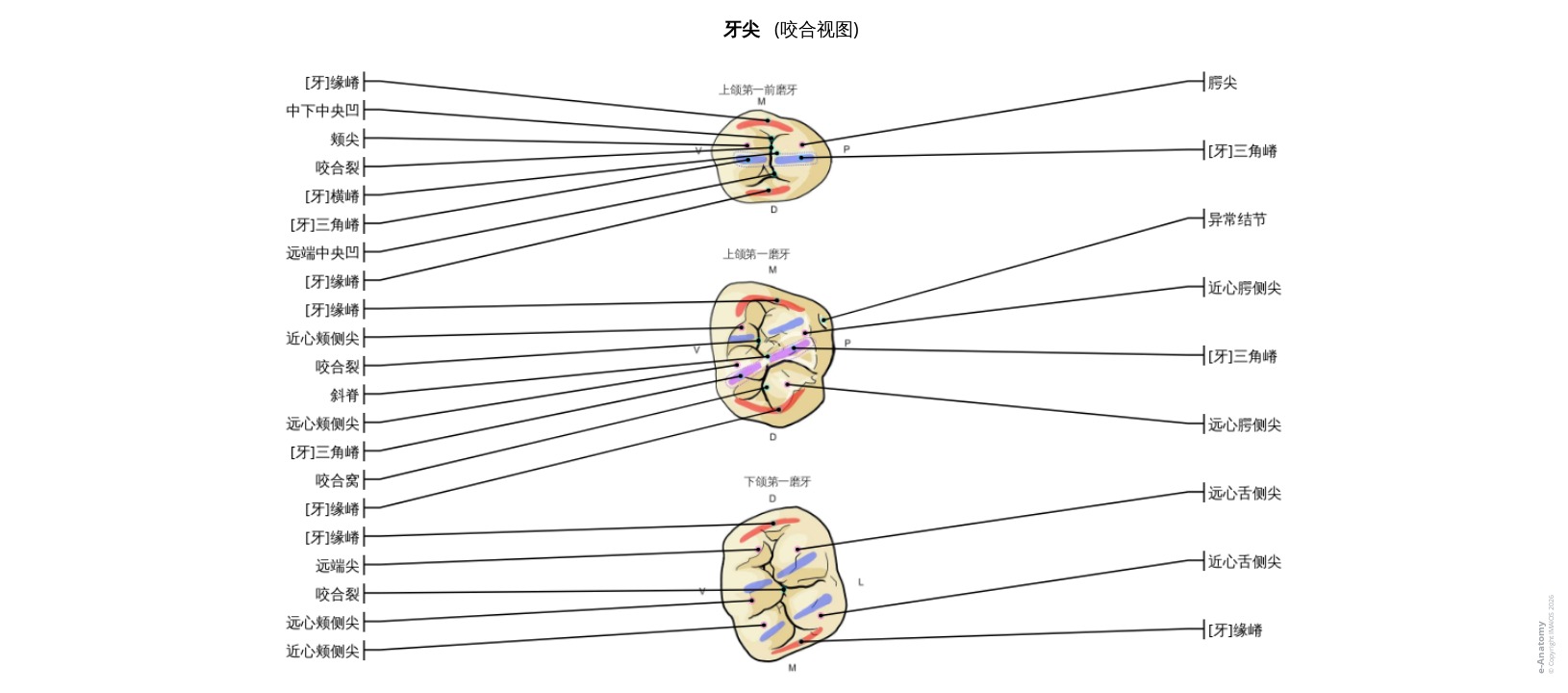 牙体解剖图谱：磨牙与前磨牙的牙尖