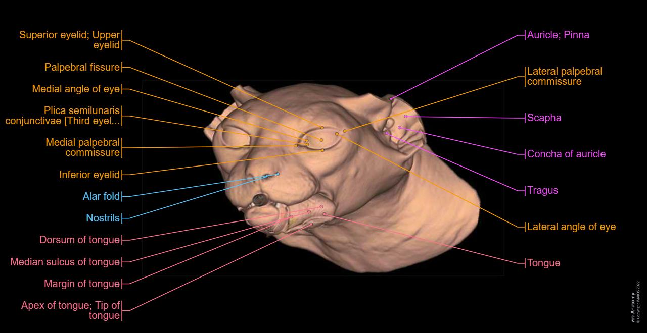 Cat: General Anatomy - Regions of face
