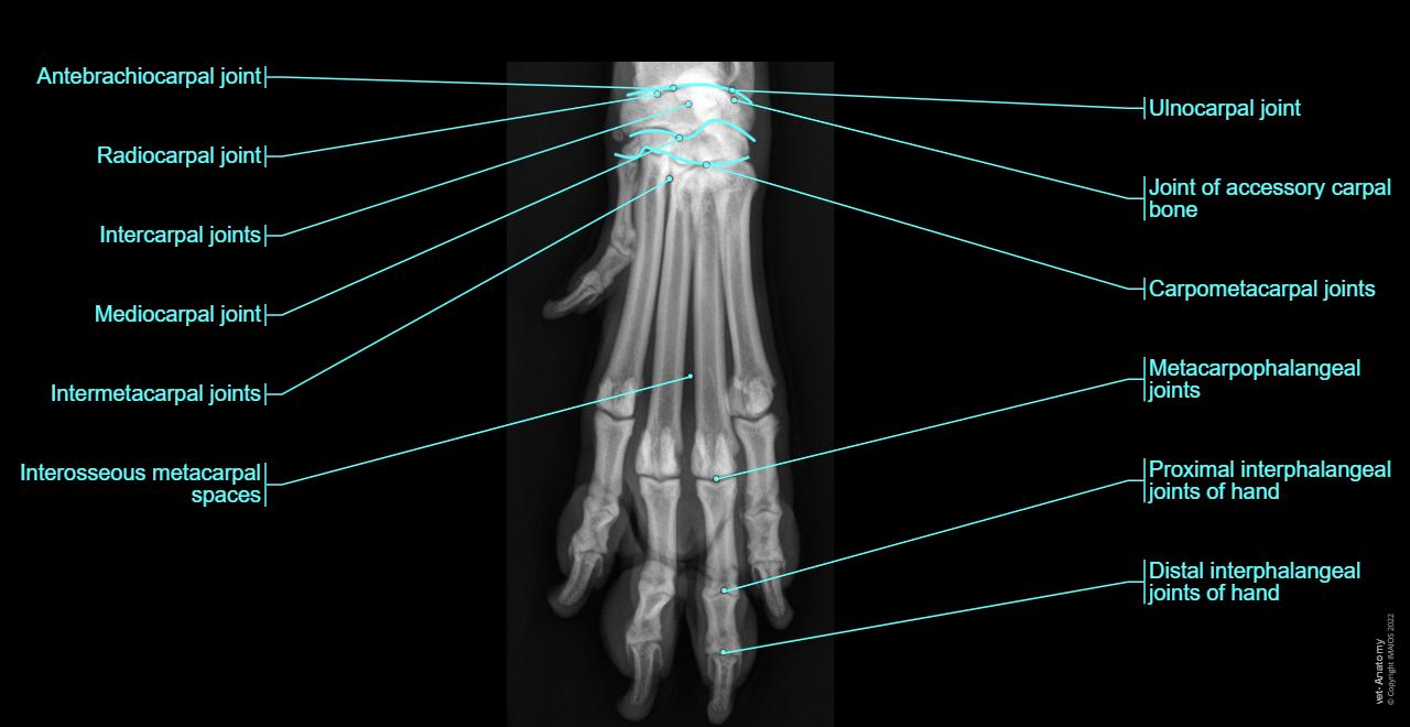 Manus/Carpus/Metacarpus/Fingers of hand - Dorso-palmar (Radiograph - Labrador - 3 years)