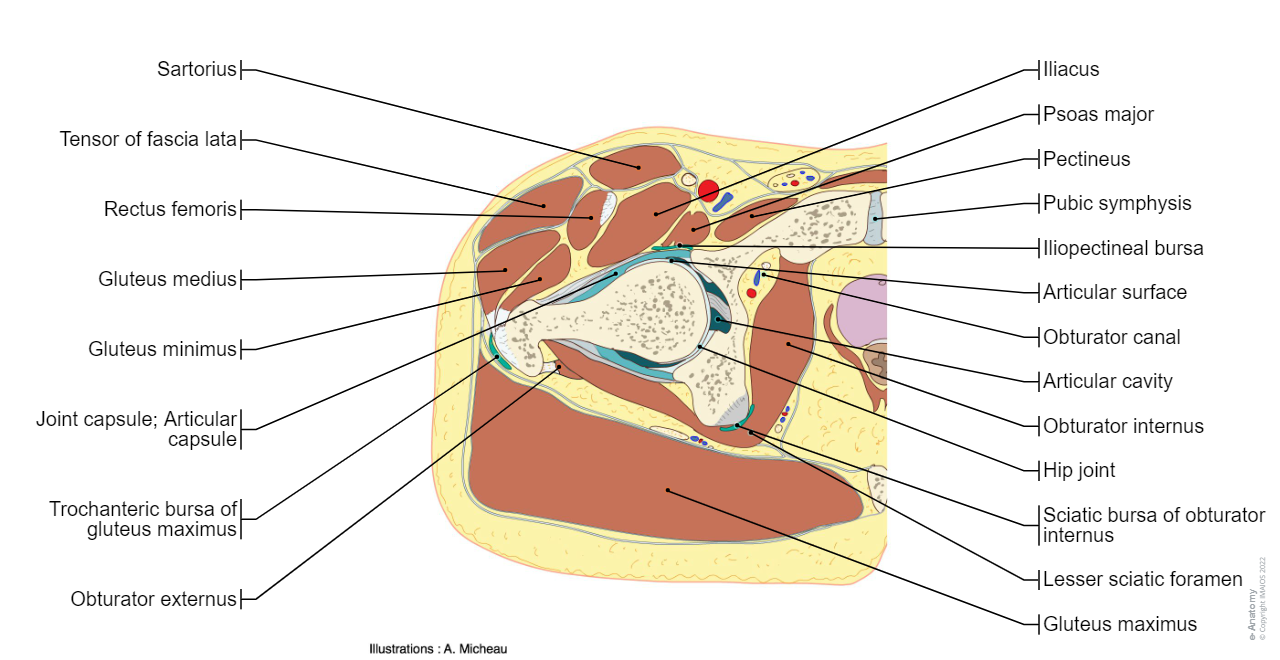 Cross section - Anatomy (Transverse/Axial): Hip, Buttocks, Pelvic girdle, Thigh : Hip joint, Head of femur, Femoral artery, Femoral vein, Sciatic nerve, Tensor of fascia lata, Gluteus maximus, Acetabular fossa, Obturator internus, Fovea for ligament of head