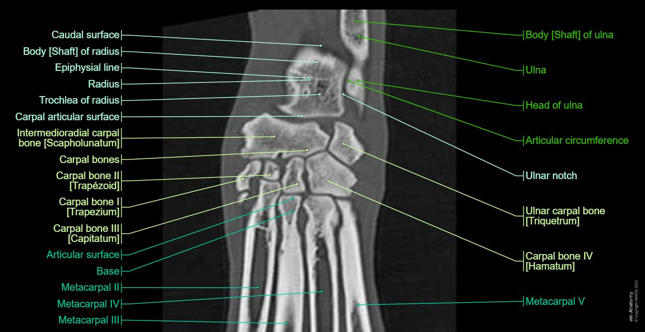 Cross-sectional anatomy: Carpal bones (Dog)