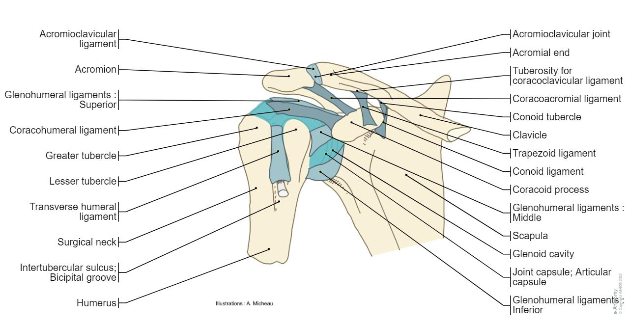 Upper limb anatomy illustrations | e-Anatomy