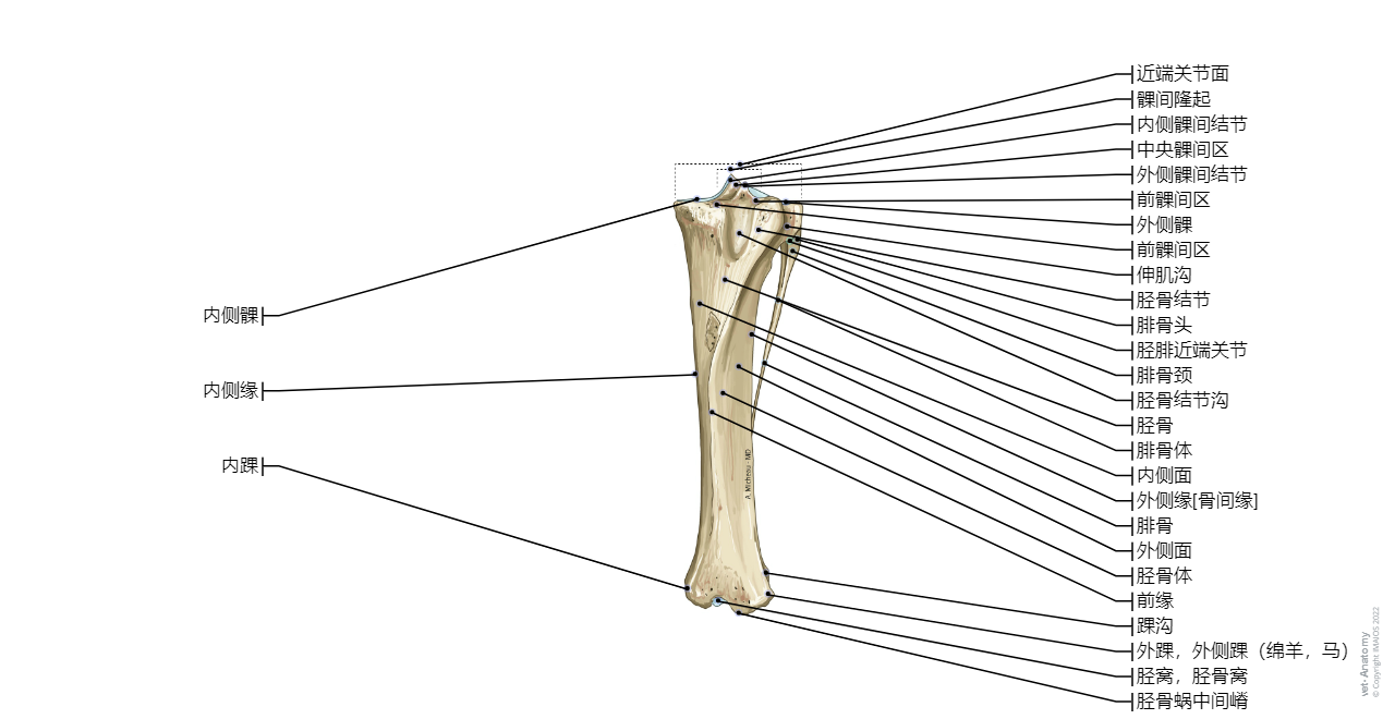 Horse: Tibia-Fibula