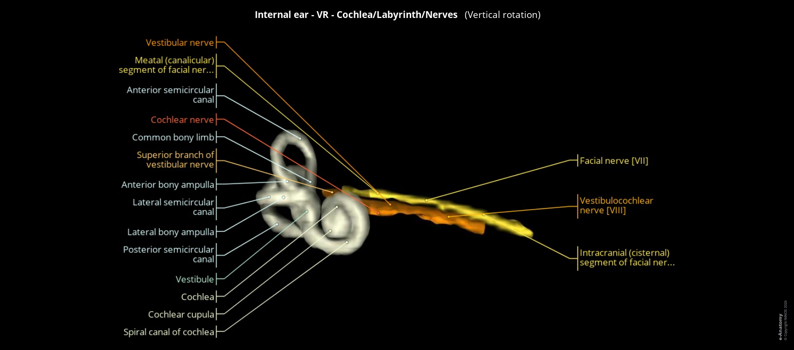 Labeled atlas of a 3D view of the human inner ear