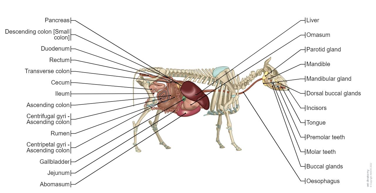 Bull-Cow - Digestive system