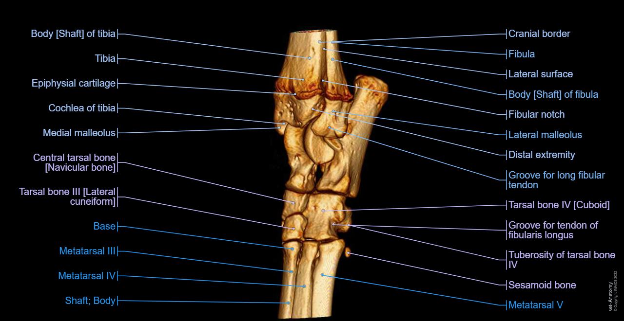 dog-3d-tarsal-bone-foot-anatomy-en