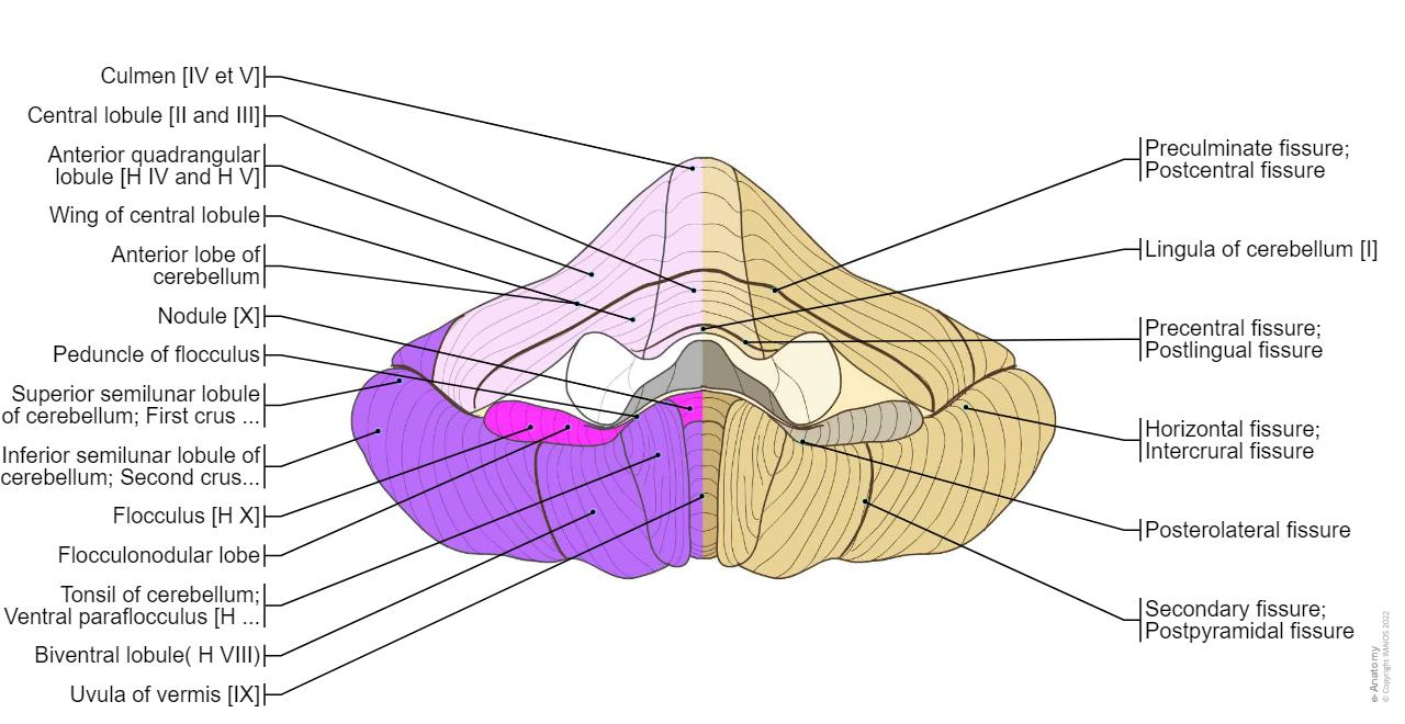 Anatomical diagrams of the brain | e-Anatomy