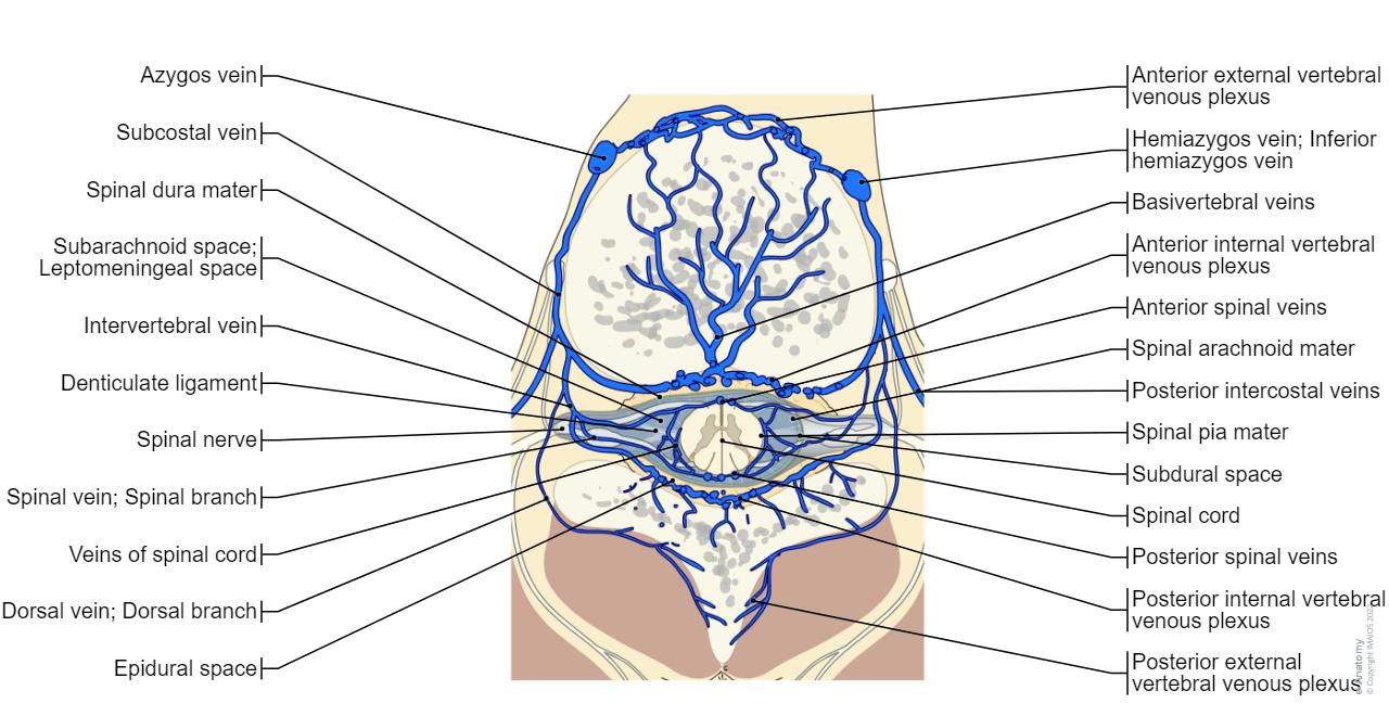 Veins of spinal cord - Anatomy atlas - Imaios - E-anatomy : Anterior spinal veins, Spinal dura mater, Epidural space, Spinal pia mater, Azygos vein, Spinal vein; Spinal branch