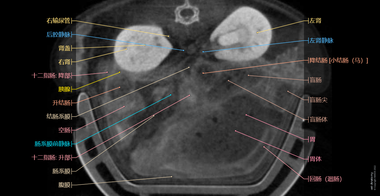 Mouse - Anatomy atlas - CT: Digestive system, Urinary organs