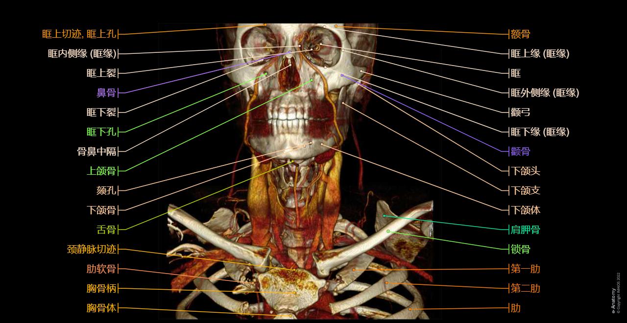 头和颈部 CT : 正常解剖 | e-Anatomy