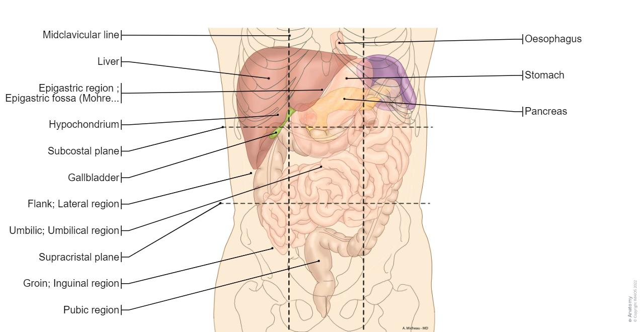 Stomach Netter Abdomen and digestive system diagrams: normal anatomy | e-Anatomy