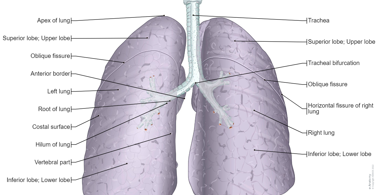 Lungs - Gross anatomy : Illustrations: A. Micheau - MD - Imaios