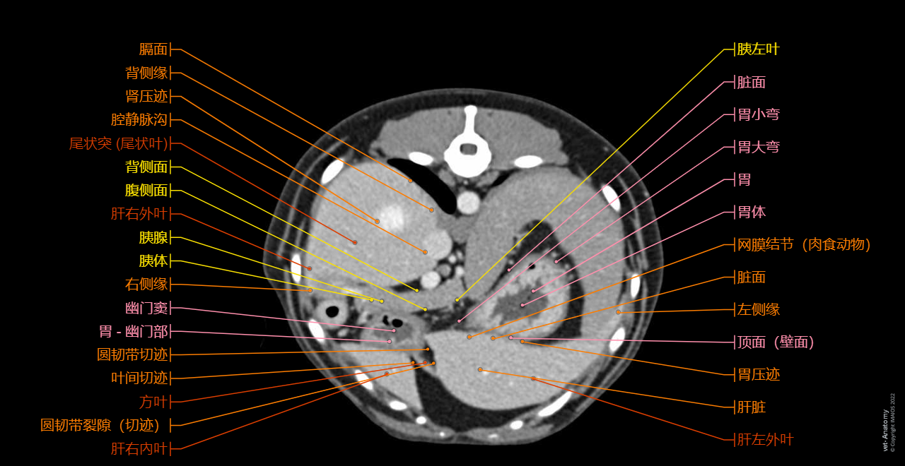 Cross-sectional labeled anatomy of the abdomen and male pelvis of the dog on CT imaging (liver, hepatic segmentation, pancreas, biliary tract, digestive tract, small and large intestine, kidney, bladder, genital organs, peritoneum)