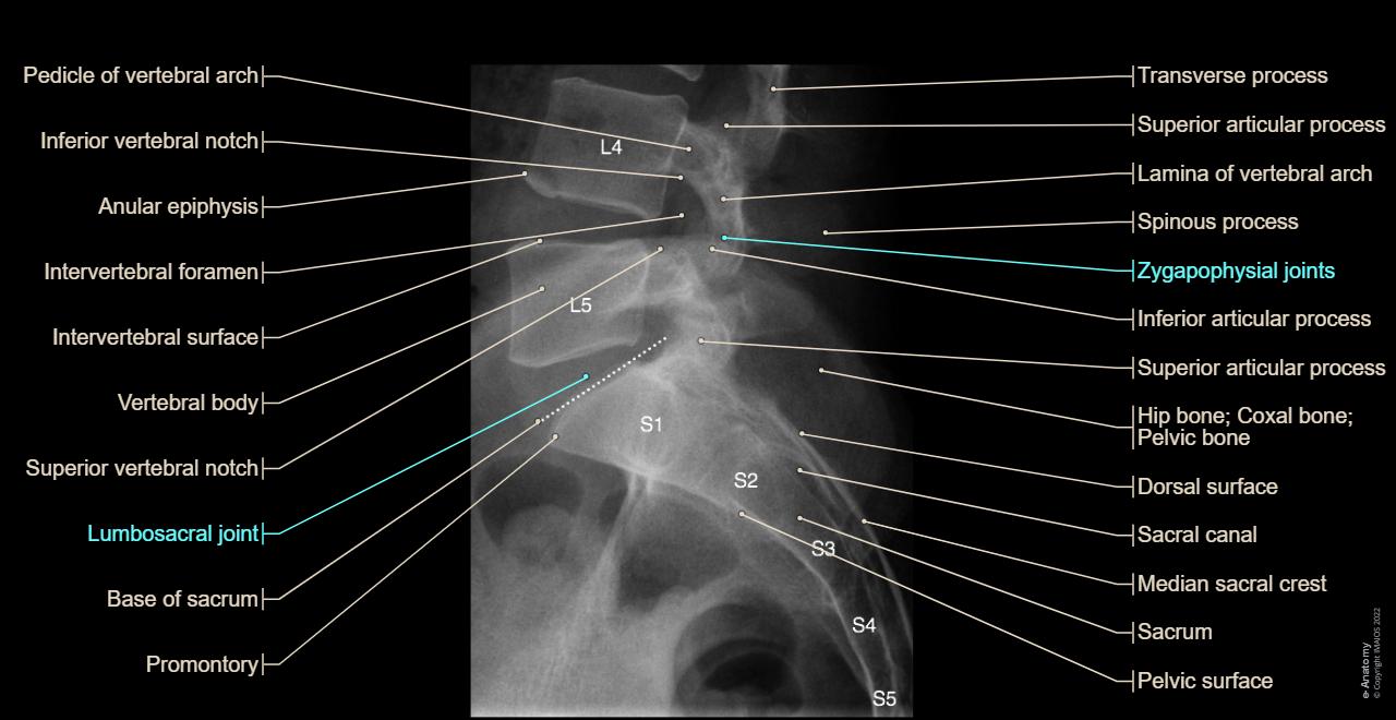 Normal Sacrum Alignment Anatomy of the spine: normal anatomy | e-Anatomy