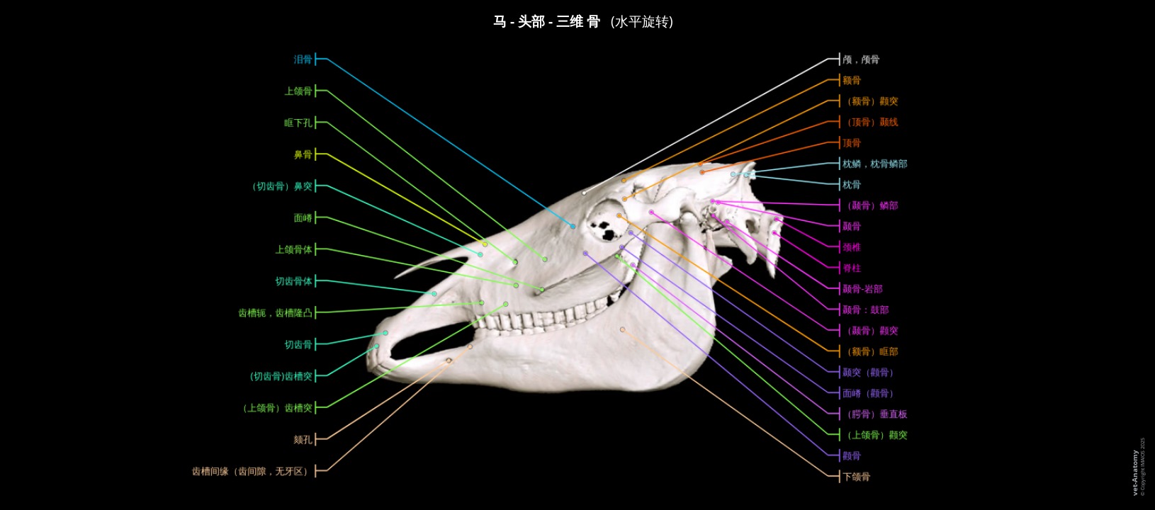 马的3D颅骨和下颌骨