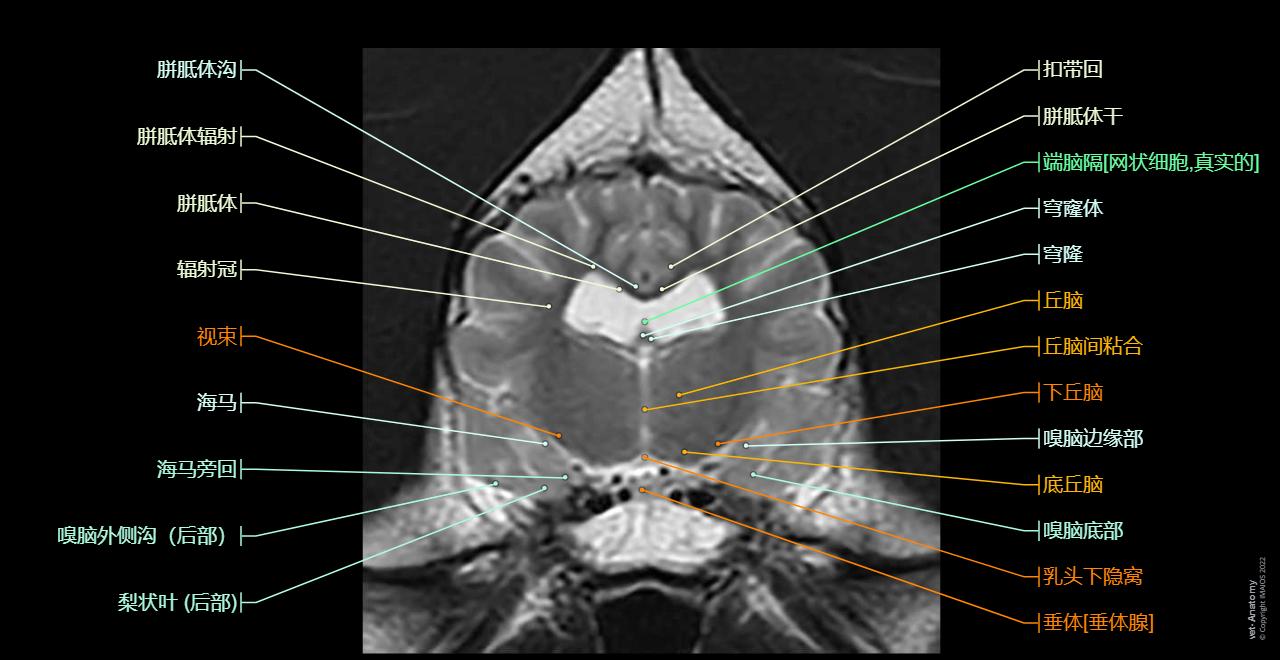 Atlas of canine brain anatomy : transverse, sagittal and dorsal sections of the dog brain on MRI