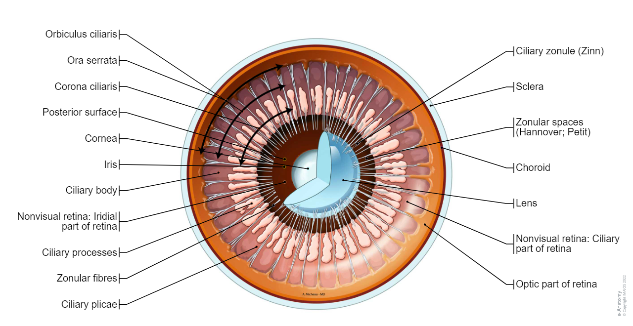 Corona ciliaris-Posterior view: Ciliary body, Ciliary zonule, Zonular fibres, Ora serrata