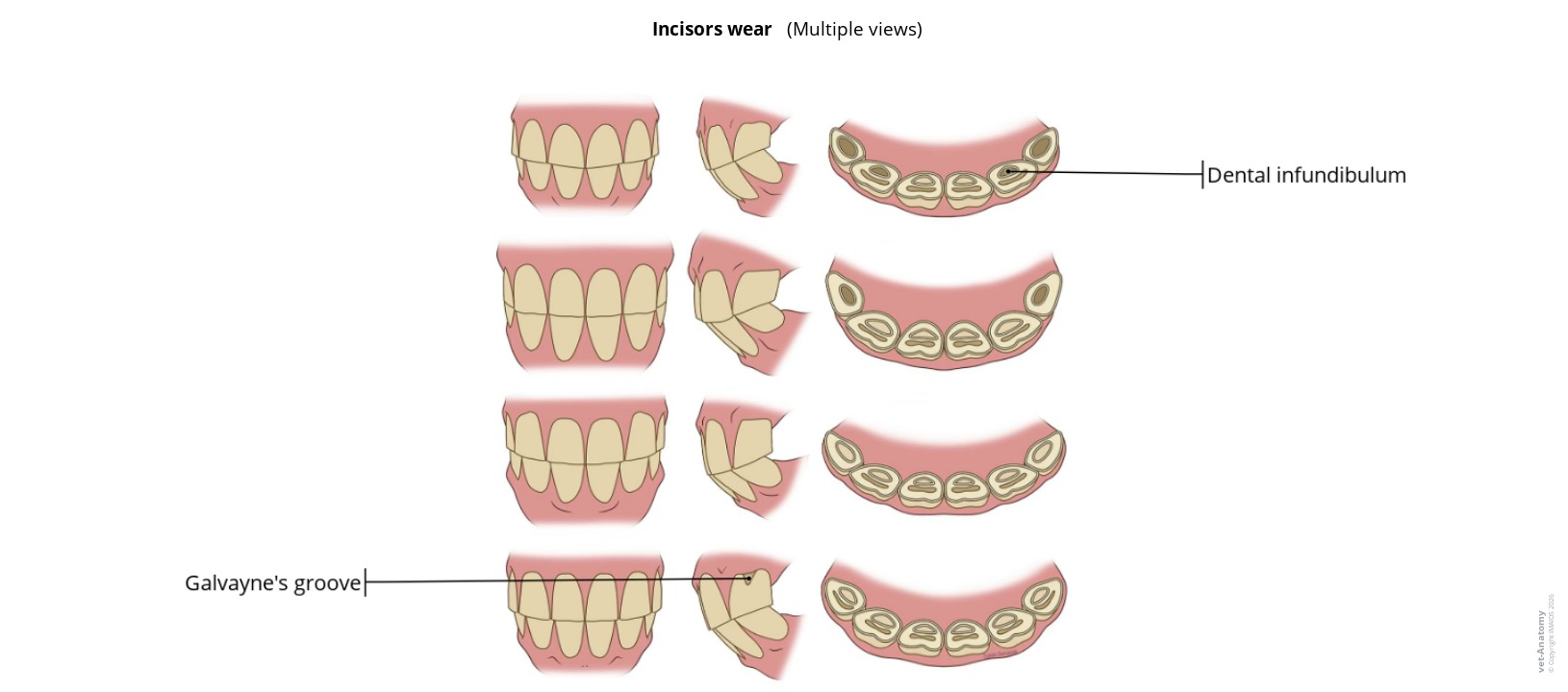 Anatomy atlas of the incisive wear on a labeled illustration