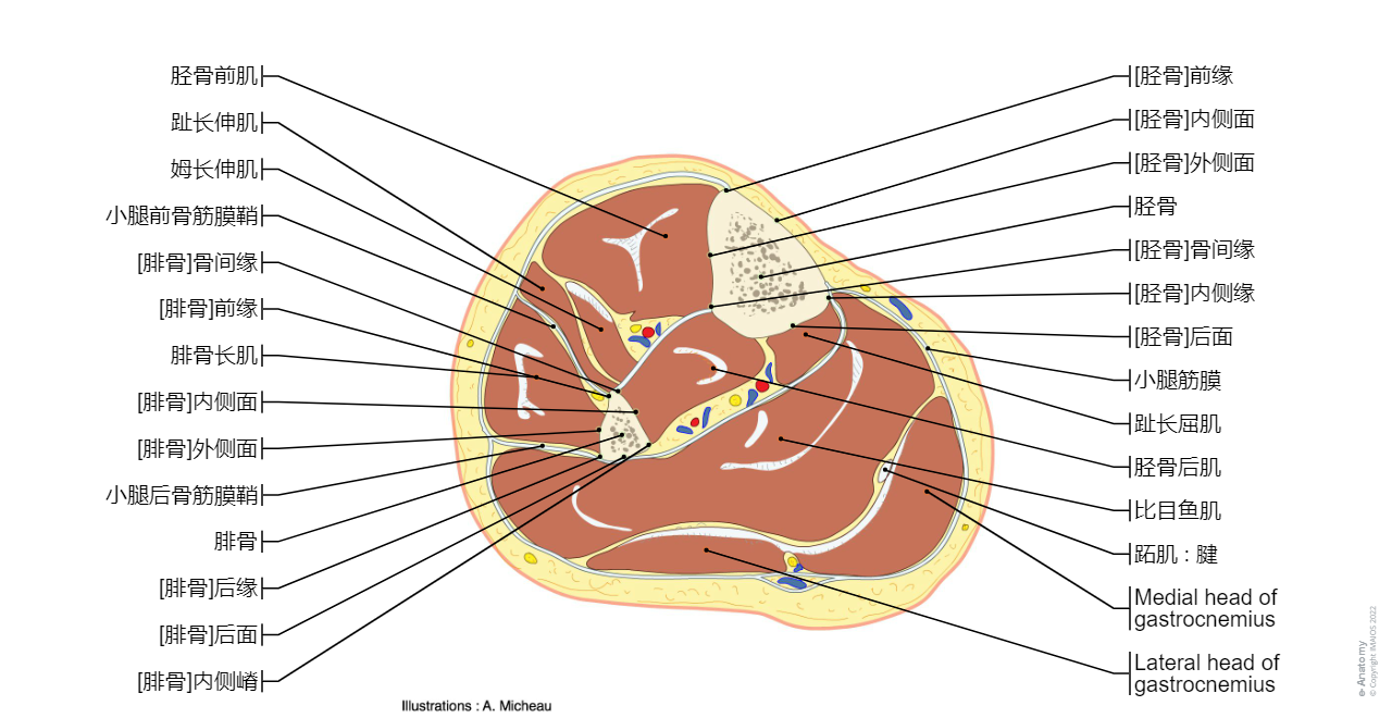 Cross section - Anatomy (Transverse/Axial): Hip, Buttocks, Pelvic girdle, Thigh : Hip joint, Head of femur, Femoral artery, Femoral vein, Sciatic nerve, Tensor of fascia lata, Gluteus maximus, Acetabular fossa, Obturator internus, Fovea for ligament of head