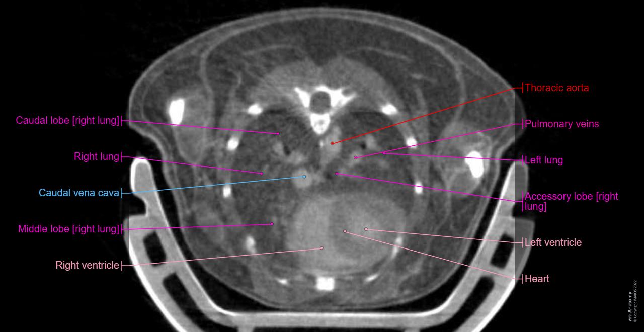 Mouse - Thorax - CT: Heart, Trachea, Bronchi, Right lung, Left lung
