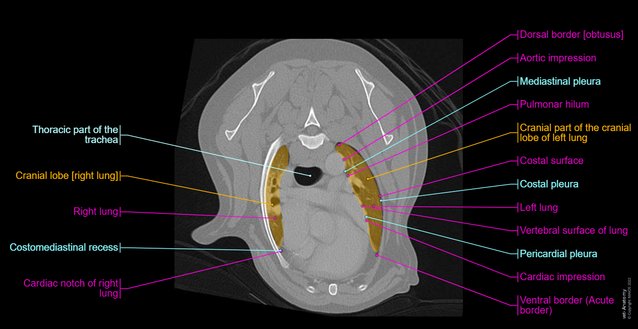 vet-Anatomy: Cross-sectional anatomy of the canine thorax on CT imaging (lungs, trachea, heart, mediastinum, diaphragma, liver, rib cage, thoracic spine)