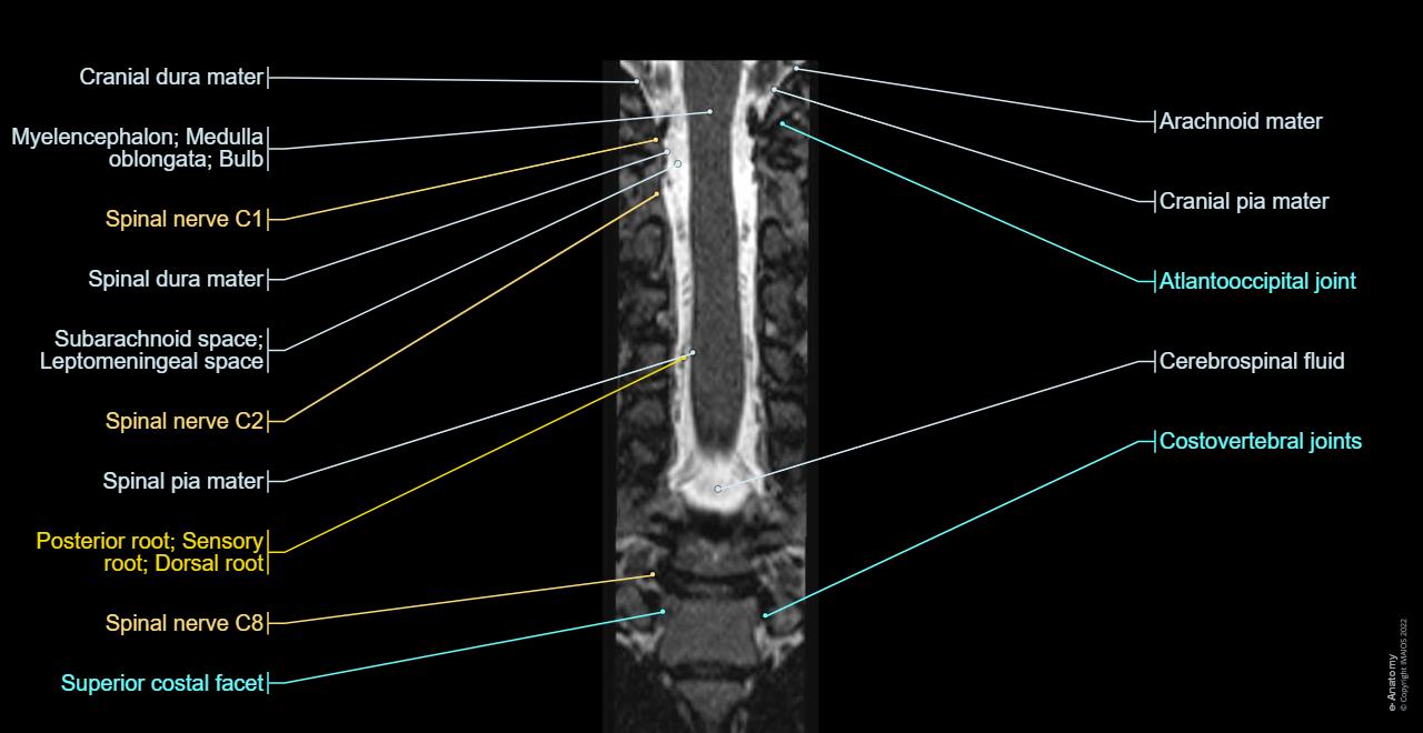 Cervical spine, Spinal cord