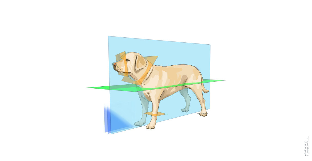 Veterinary anatomy - Animal: Terms of position and direction, Dorsal planes, Transverse planes, Sagittal planes [Paramedian planes],  Median plane