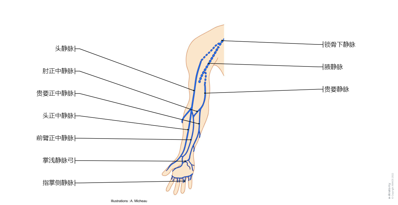 Superficial veins of upper limb - Anatomy (Illustrations: A. Micheau - MD) : Cephalic vein, Basilic vein, Superficial venous palmar arch, Cephalic vein of forearm, Basilic vein of forearm, Median antebrachial vein, Median cubital vein