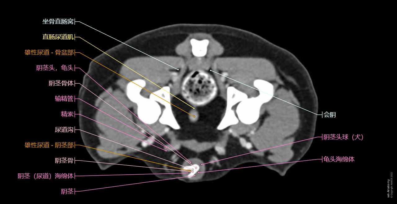 Dog - Pelvis - Perineum - Anatomy