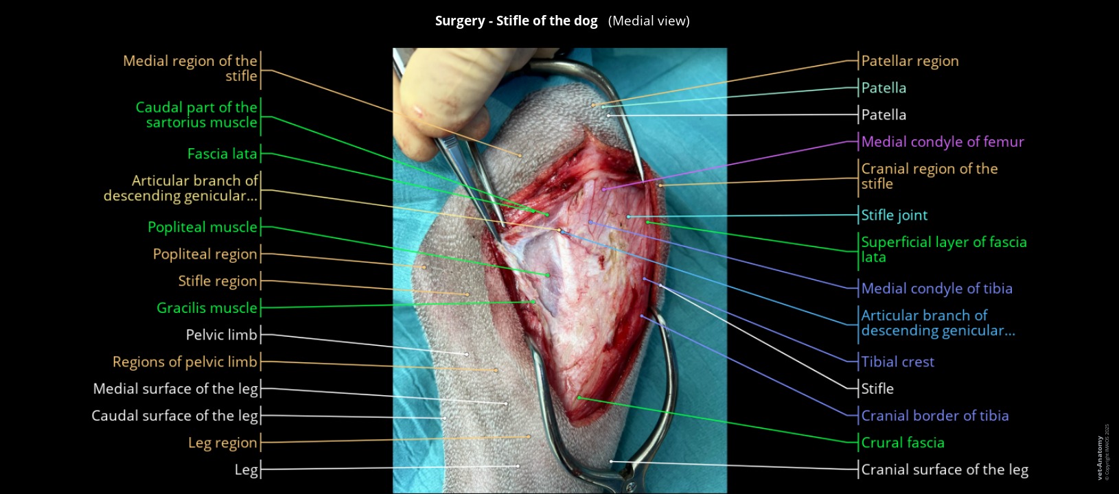 Surgical anatomy of the medial aspect of the stifle joint in a dog