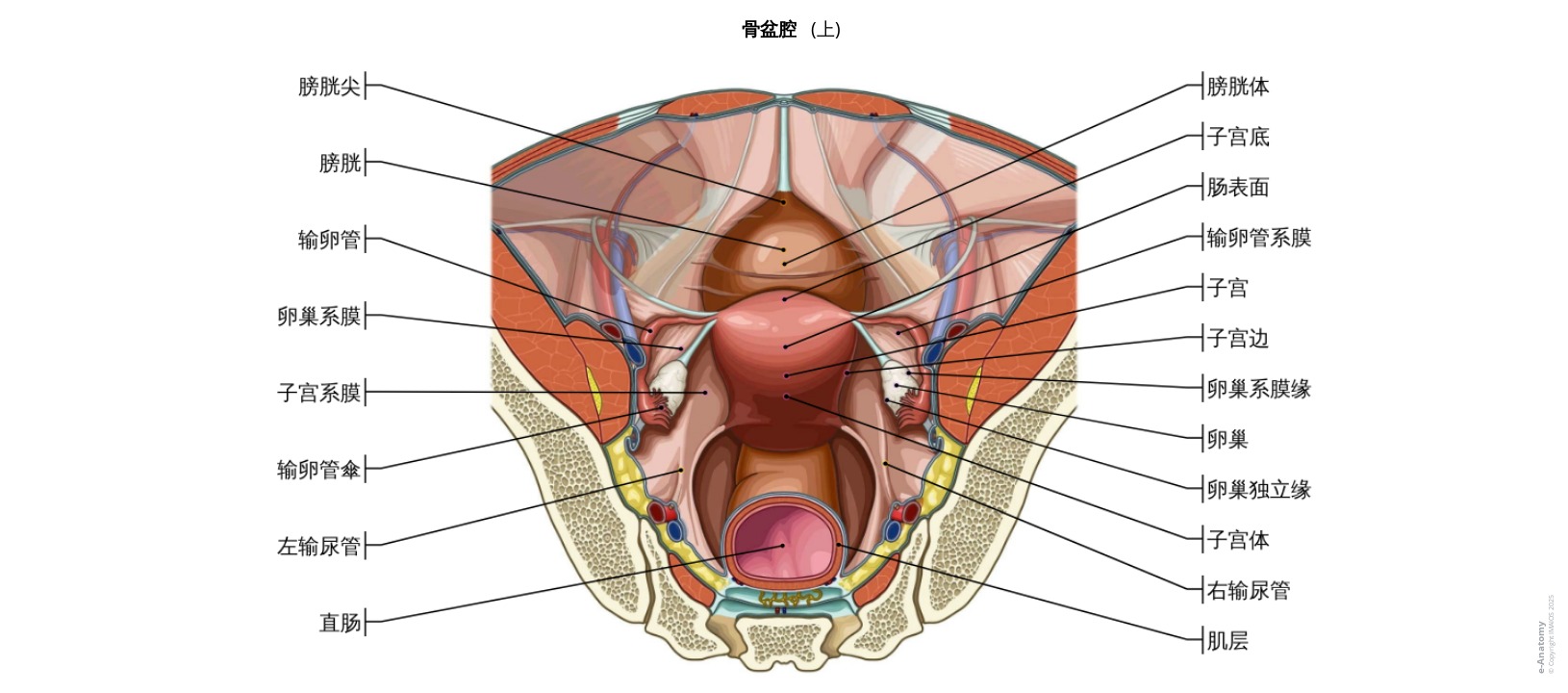 女性盆腔解剖标注图解