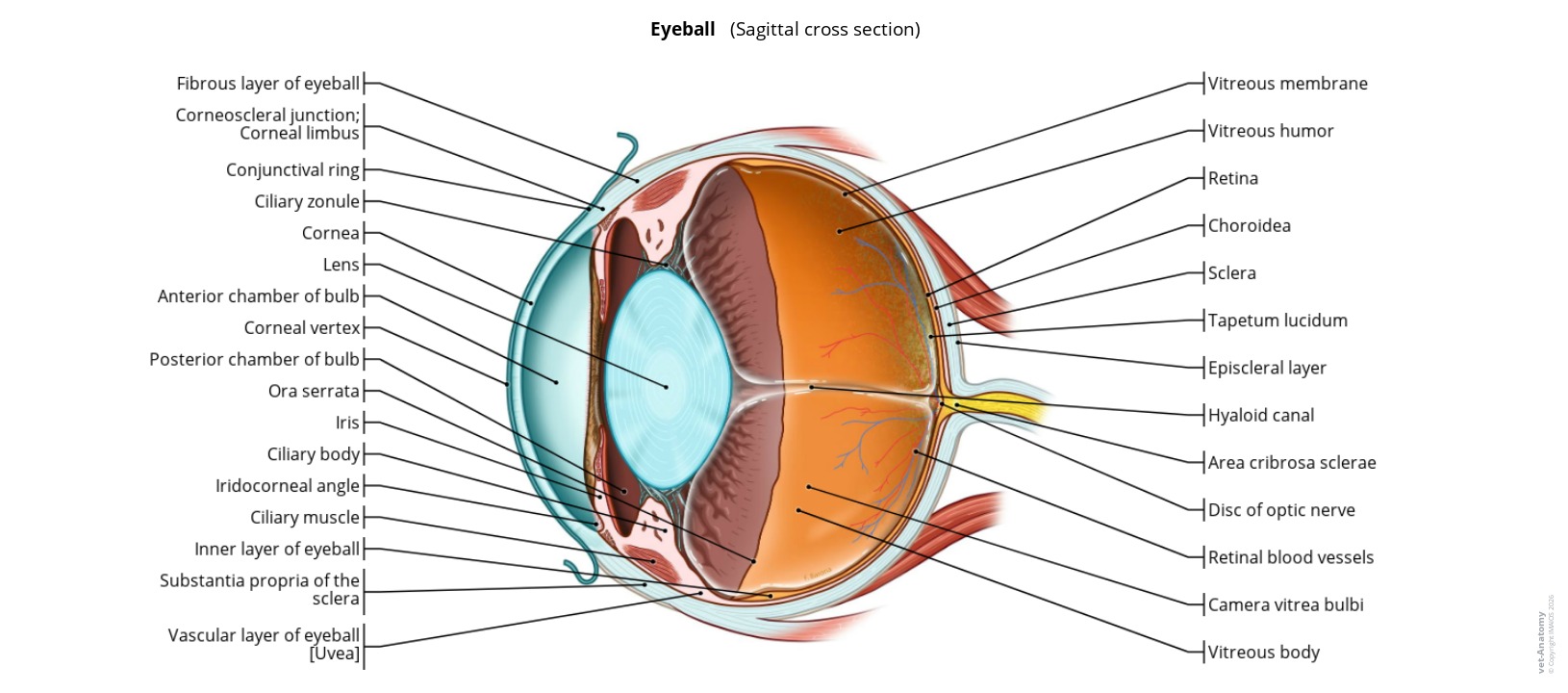 Anatomy atlas of a sagittal cross section of the eyeball on a labeled illustration