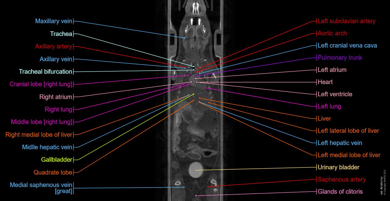 Anatomy of the laboratory mouse: in vivo imaging atlas on a high-resolution X-ray computed tomography (micro-CT)