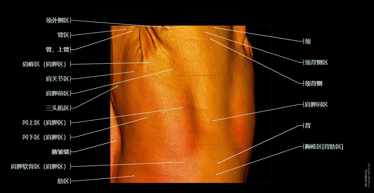 Dog - Surface anatomy - 3D - Anatomy atlas: Scapular region, Regions of back